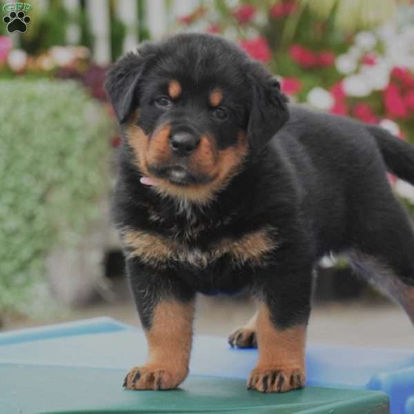 Ava, Rottweiler Mix Puppy